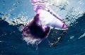   Physalia attendant Man war fish open ocean  